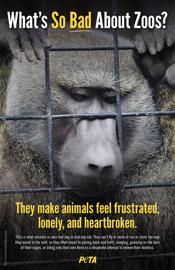 Zoos Caged Cruelty Brochure PETA Literature