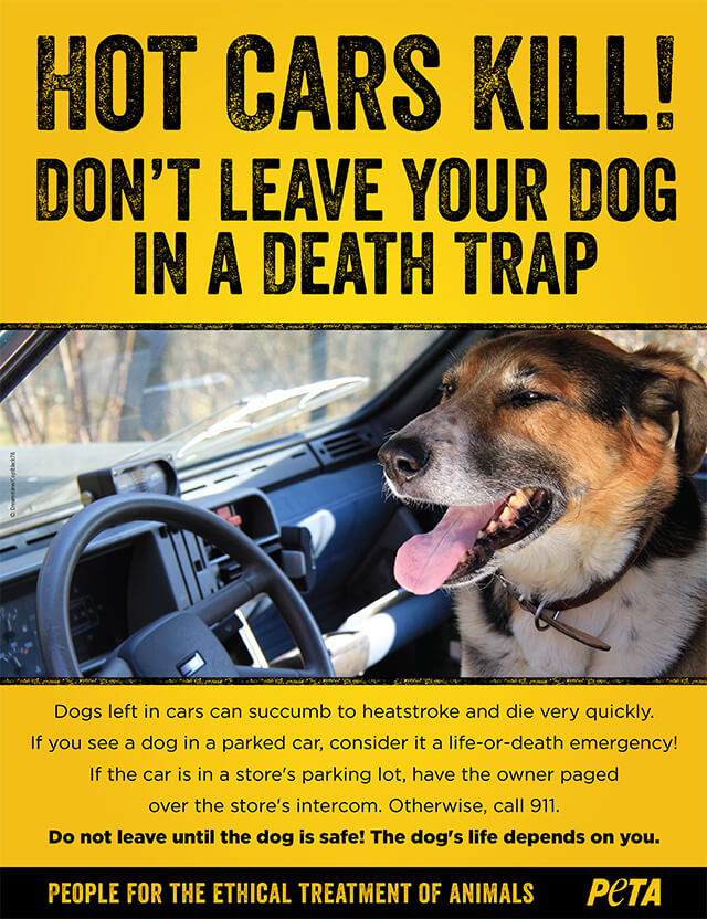 Hot Dogs in Cars Poster PETA Literature