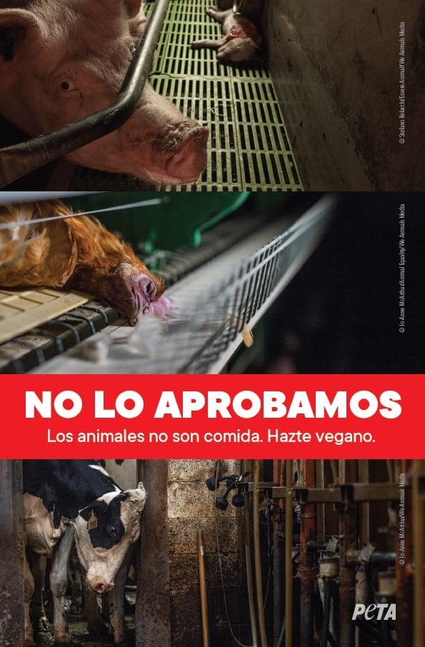 Spanish leaflet cover image