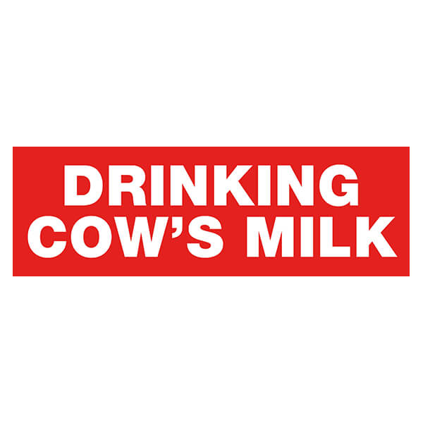 Drinking Cow's Milk Sticker