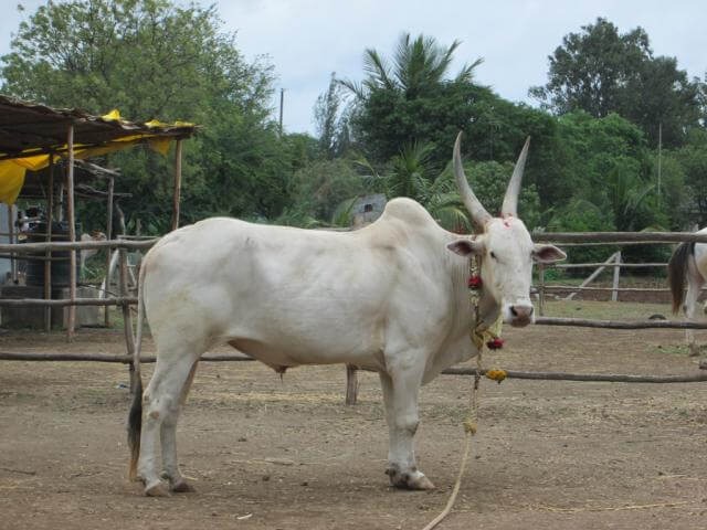 Bullocks  Animal Rahat