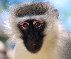 monkey