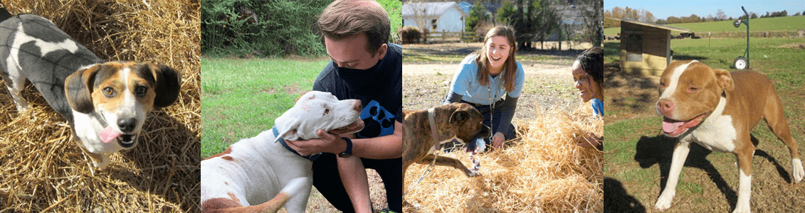 field workers helping dogs
