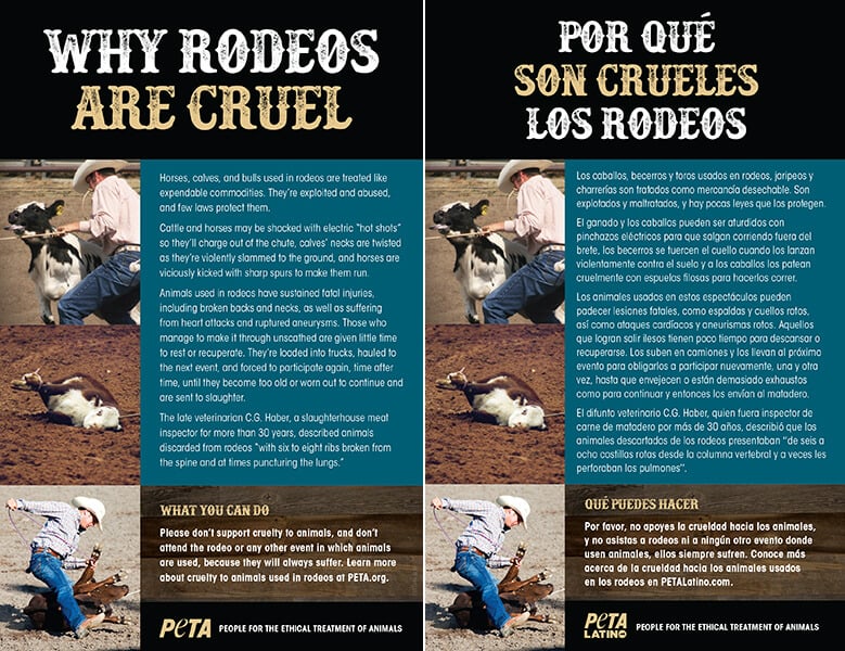 why rodeos are cruel