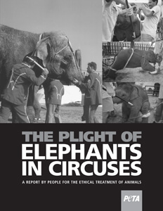 the plight of elephants in circuses
