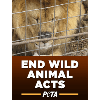 End Wild Animal Acts