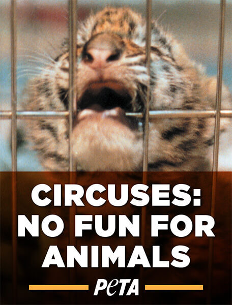 Circuses: No Fun for Animals