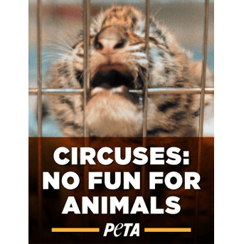 Animals Used for Entertainment | PETA Literature