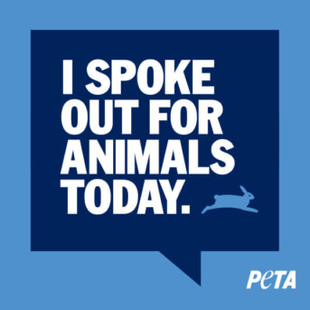 i spoke out for animals today