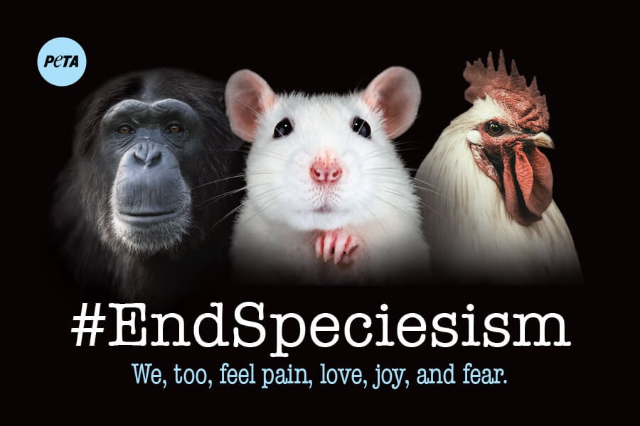End Speciesism Sticker (Bulk) | PETA Literature