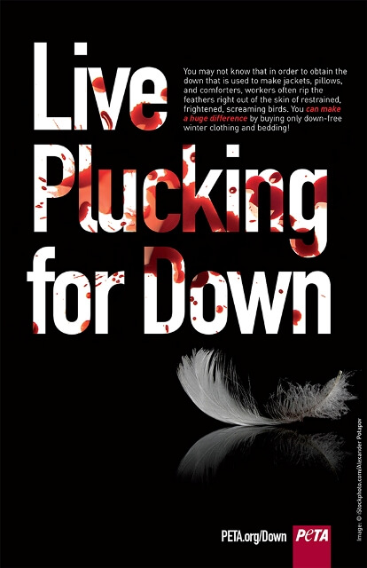 live plucking for down