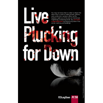 live plucking for down