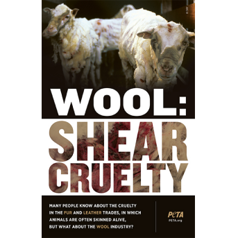 wool: shear cruelty