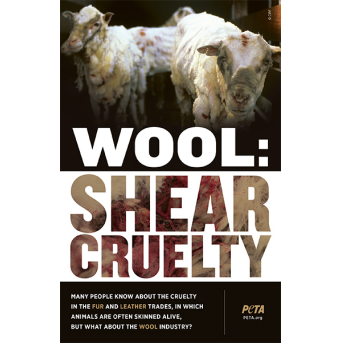 wool: shear cruelty