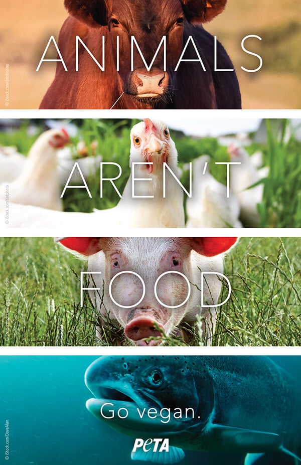 animals arent food