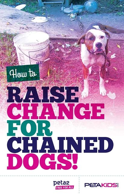 How to raise change for chained dogs