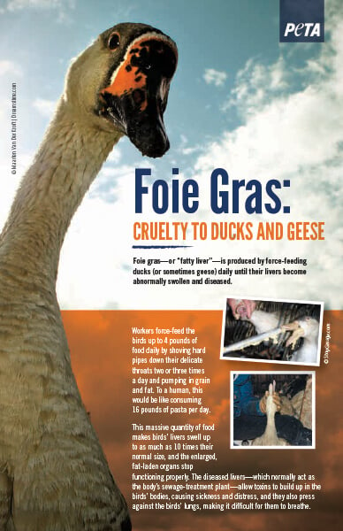 foie gras: cruelty to ducks and geese