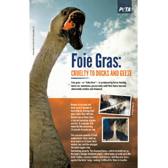 foie gras: cruelty to ducks and geese