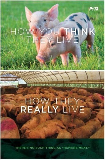 How You Think They Live and How They Really Live