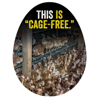 This is Cage-Free