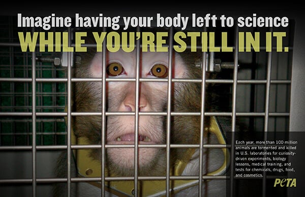 Anti-Experimentation Leaflet | PETA Literature Anti-Experimentation Leaflet | PETA Literature