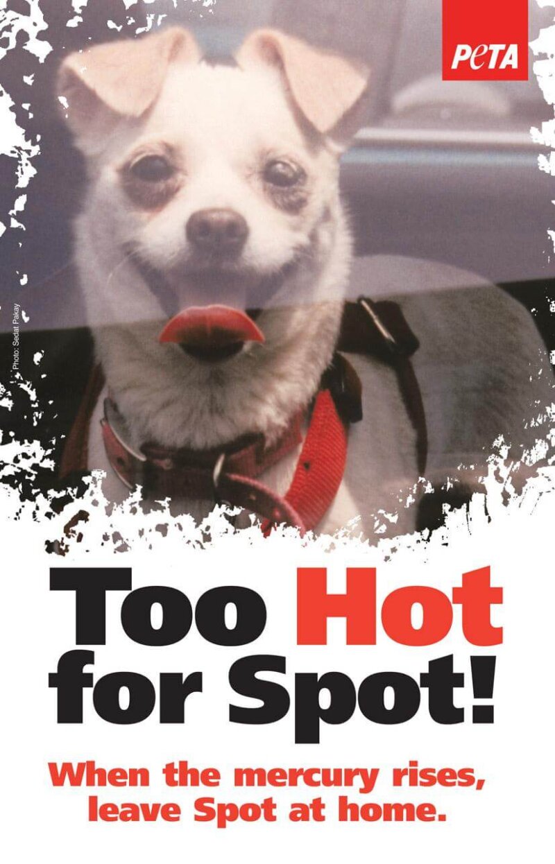 too hot for spot