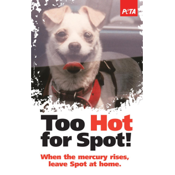 too hot for spot