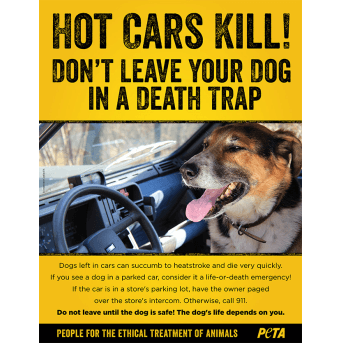 Hot Cars Kill