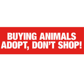 Buying Animals - Adopt, Dont Shop