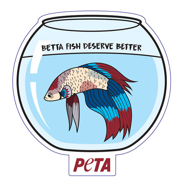 Betta Fish Deserve Better