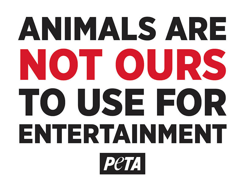 Animals Are Not Ours To Use For Entertainment