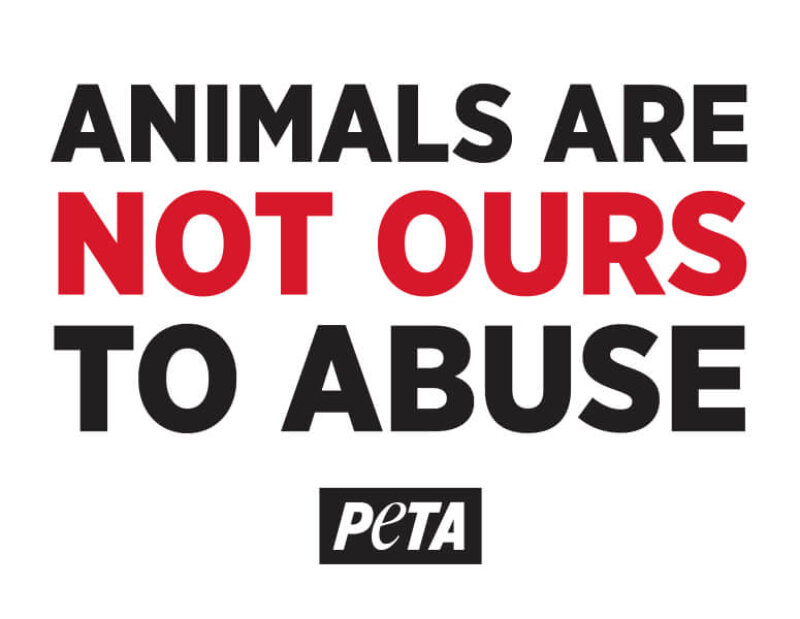 animals aren't our to abuse