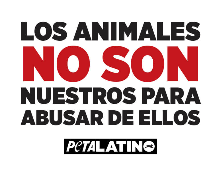 Los Animales No Son Nuestros Para Abusar De Ellos