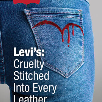 Levi's Leather Leaflet | PETA Literature