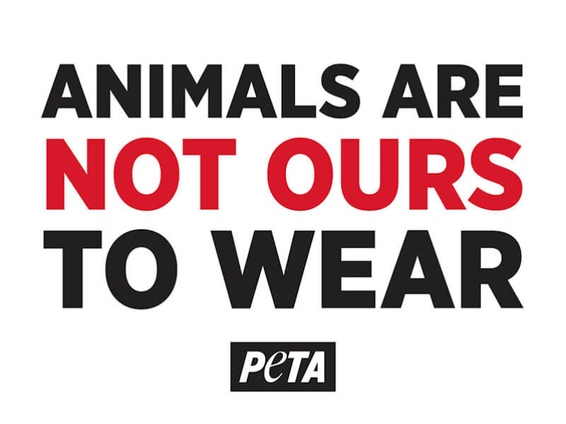 Animals are Not Ours to Wear