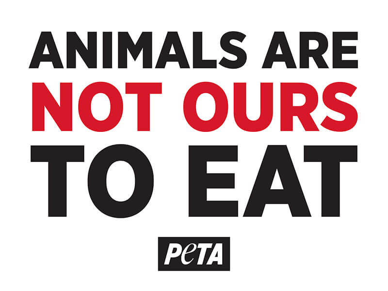 animals are not ours to eat