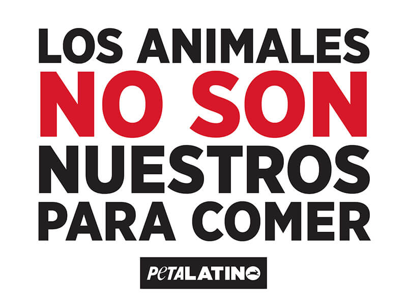 animals are not ours to eat (spanish)