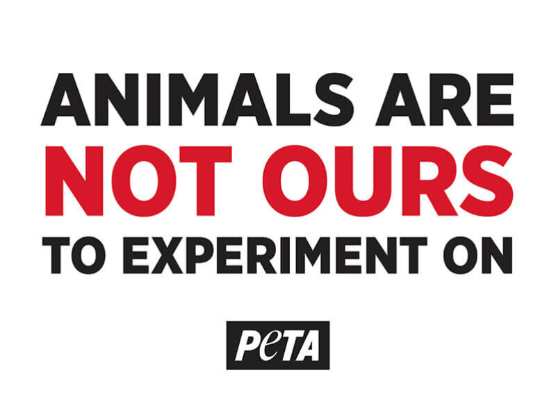 animals are not ours to experiment on