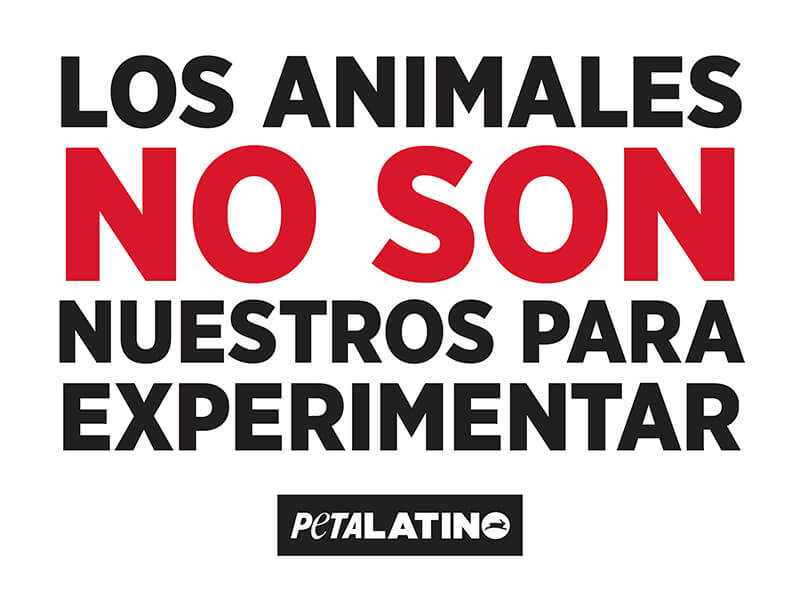 animals are not ours to experiment on (spanish)