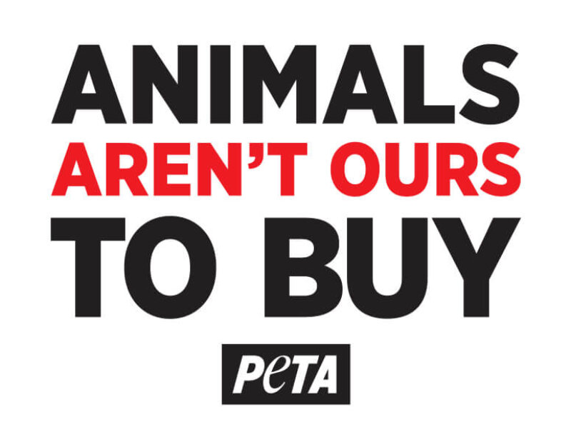 Animals Aren't Ours to Buy