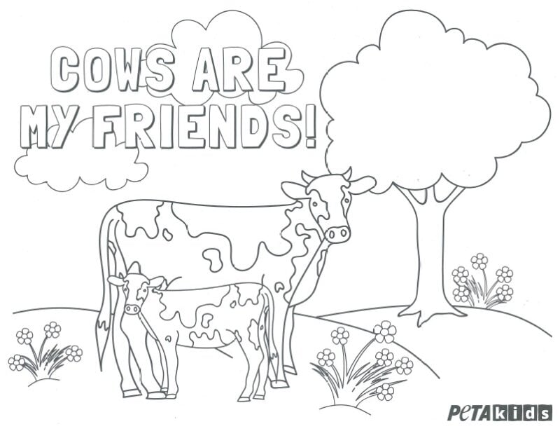 Cows are my friends