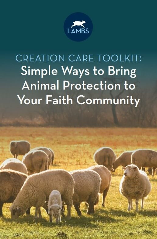 Front Page of PETA LAMBS Creation Care Toolkit