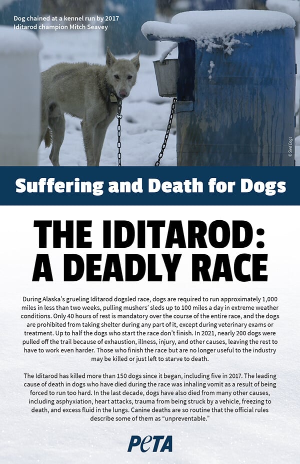 Iditarod Leaflet