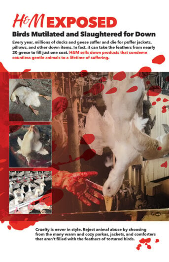 H&M Exposed Leaflet