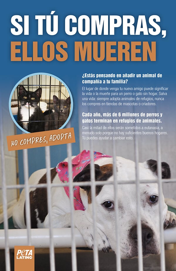 Spanish: Adoption, Spay & Neuter Leaflet