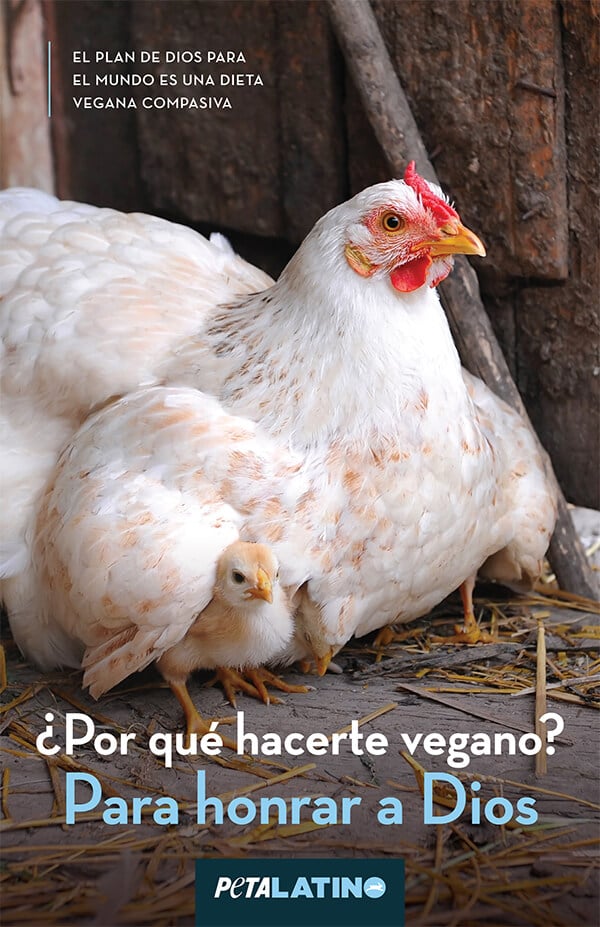 Spanish: Go Vegan to Honor God Leaflet (LAMBS)