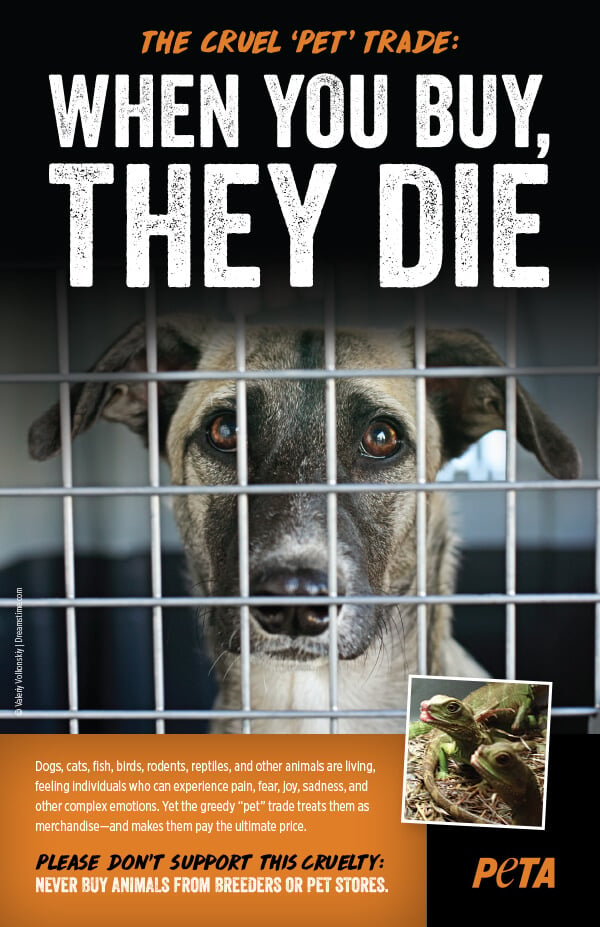 Pet Trade (When You Buy, They Die) Leaflet