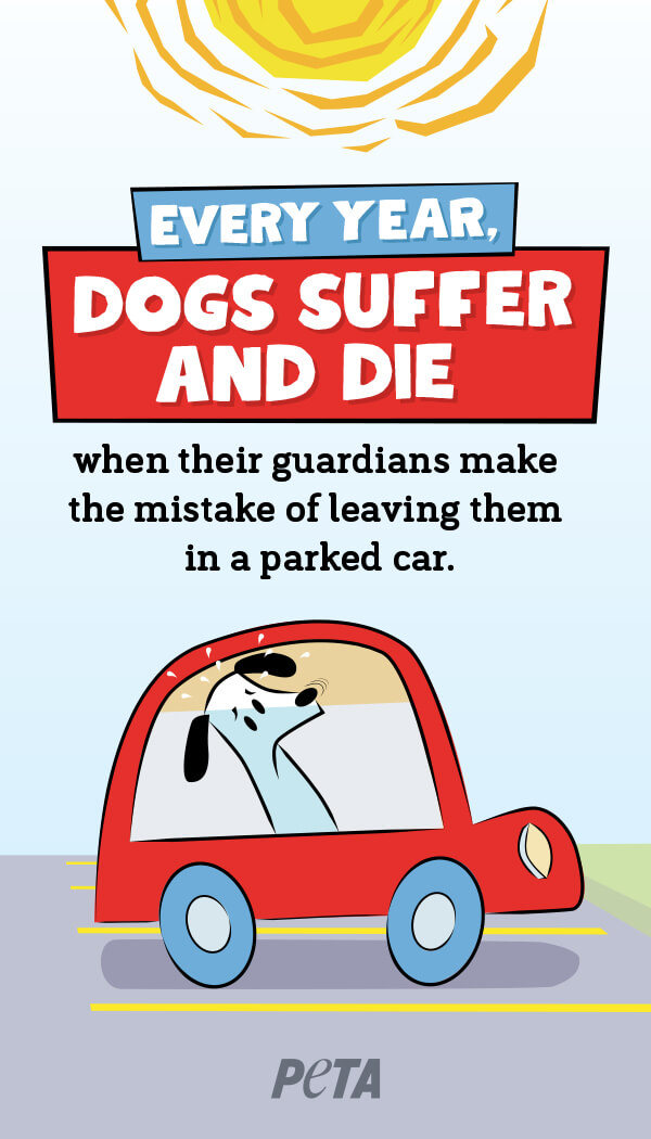 Dogs in Hot Cars Pocket Card