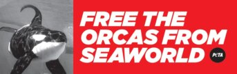 Free the Orcas From SeaWorld Bumper Sticker