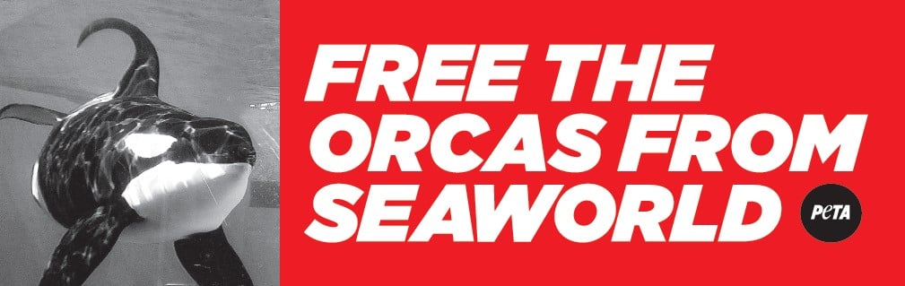 Free the Orcas From SeaWorld Bumper Sticker